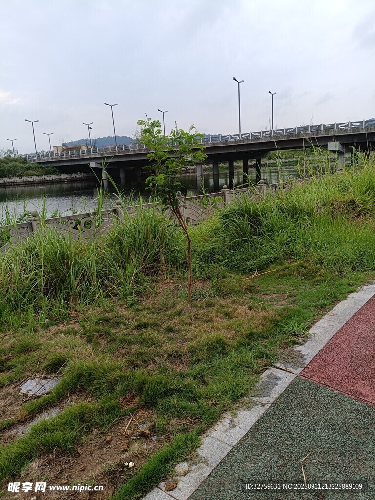 路边野草与远处桥梁景观