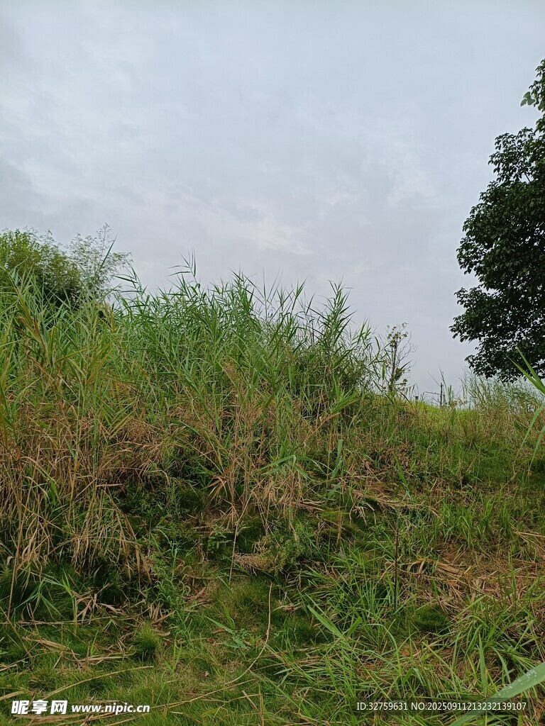 野外草地与孤树景观