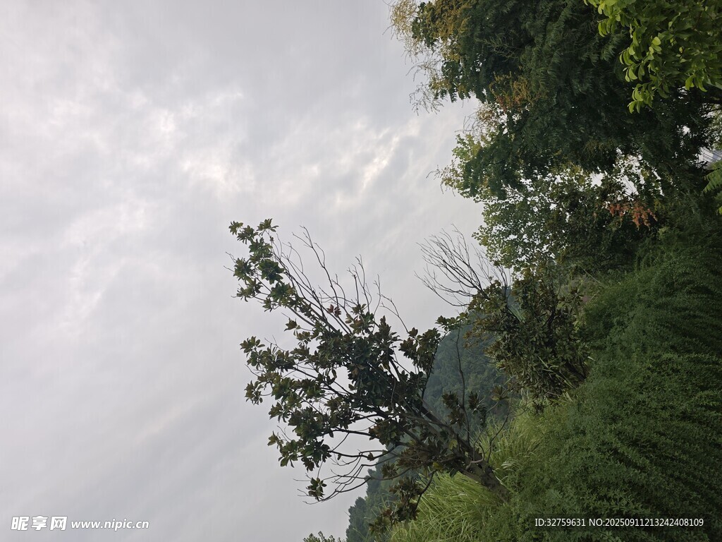 户外绿植与天空景象