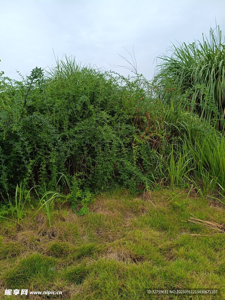 野外繁茂绿植景观