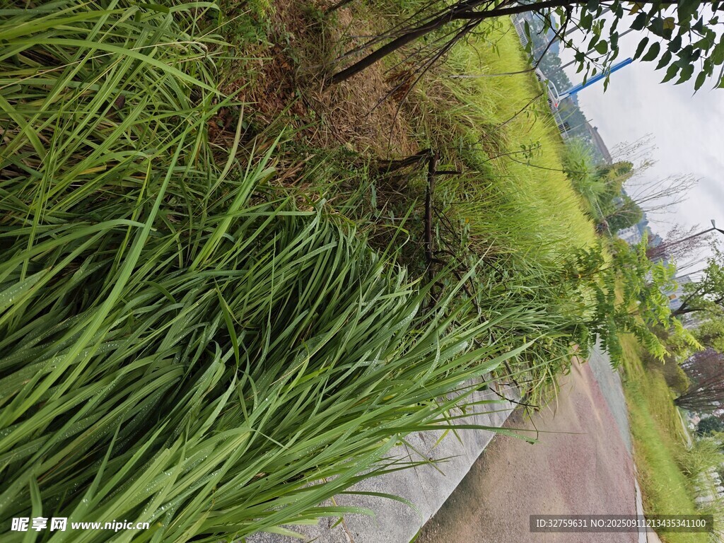 路边葱郁的草丛景观