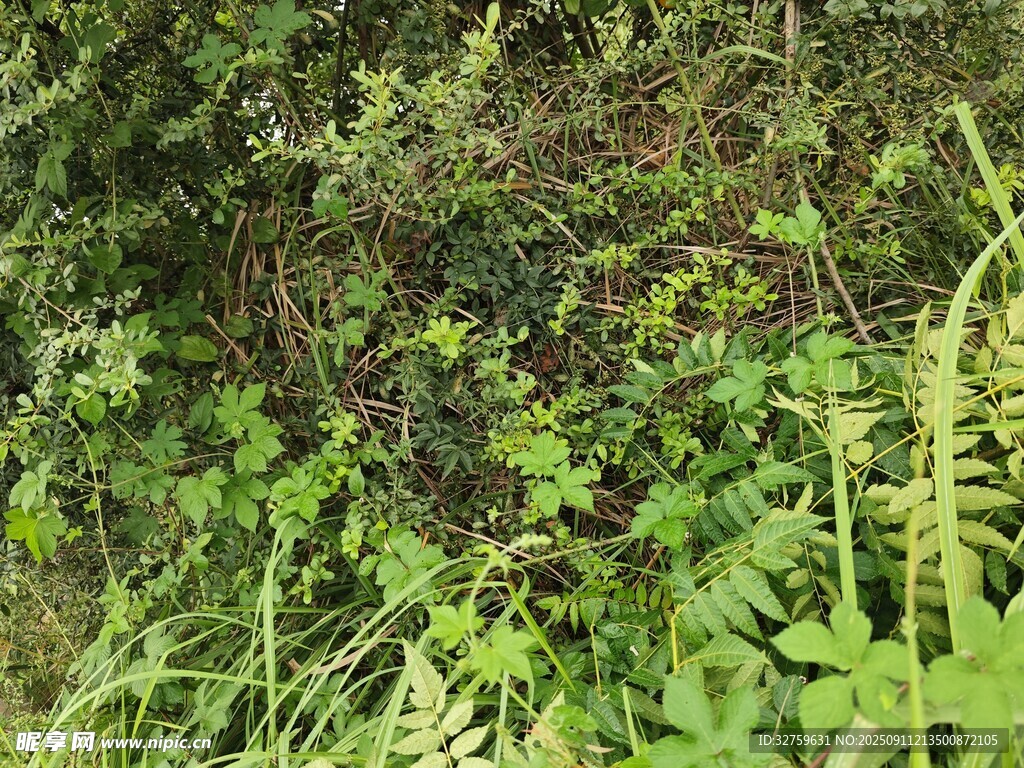 繁茂绿植中的蕨类植物