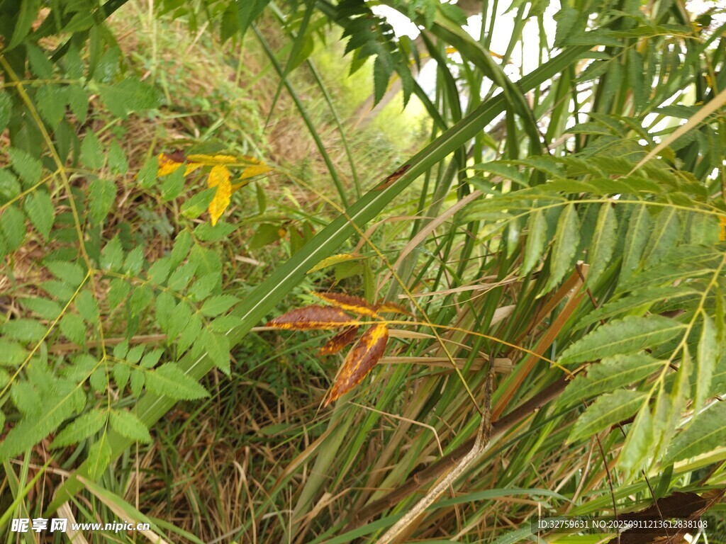 茂密丛林中的绿色蕨类植物