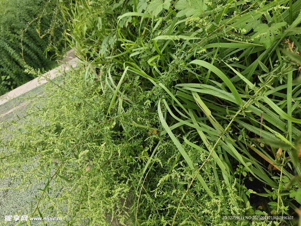 路边茂盛的绿色植物