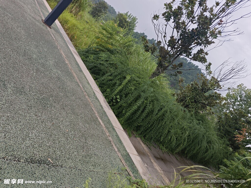 路边绿植景观