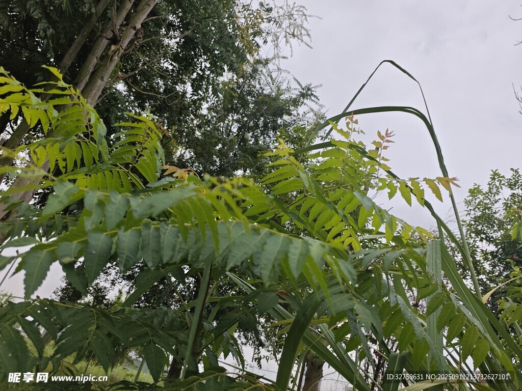 翠绿枝叶展现自然生机