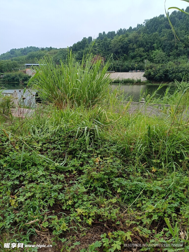 乡村野外繁茂的绿色植被
