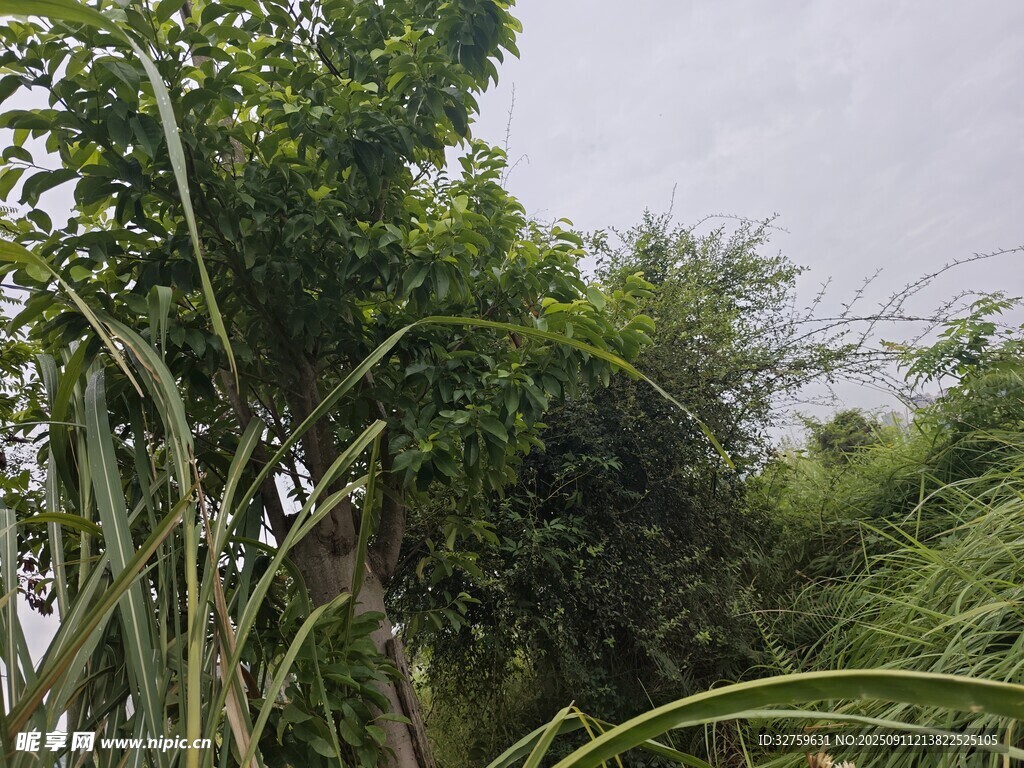 繁茂绿植景观