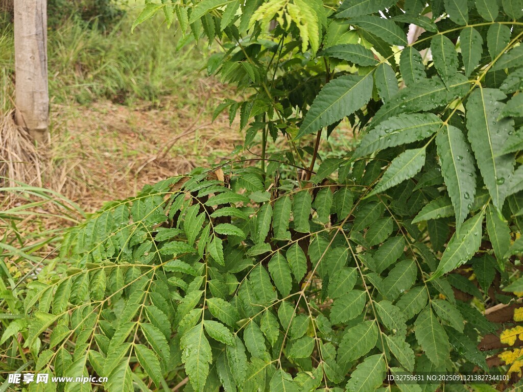 茂密绿植景观