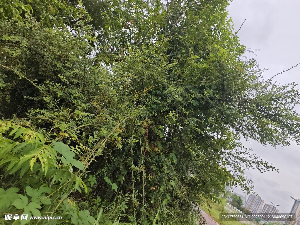 翠绿竹林景观
