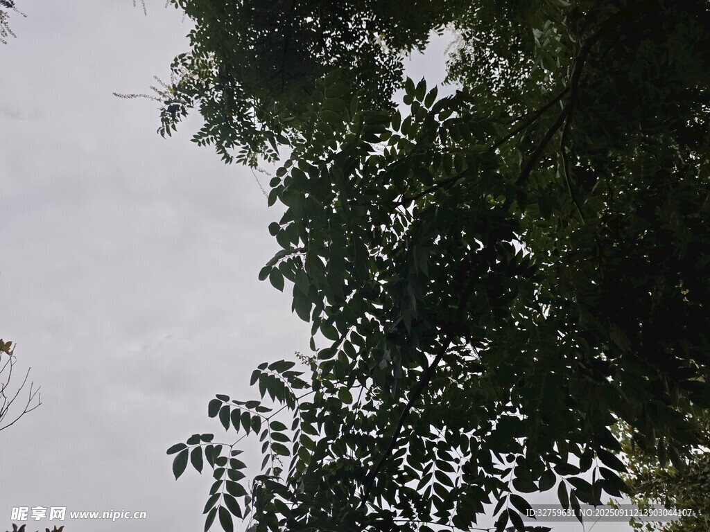 仰视繁茂绿树