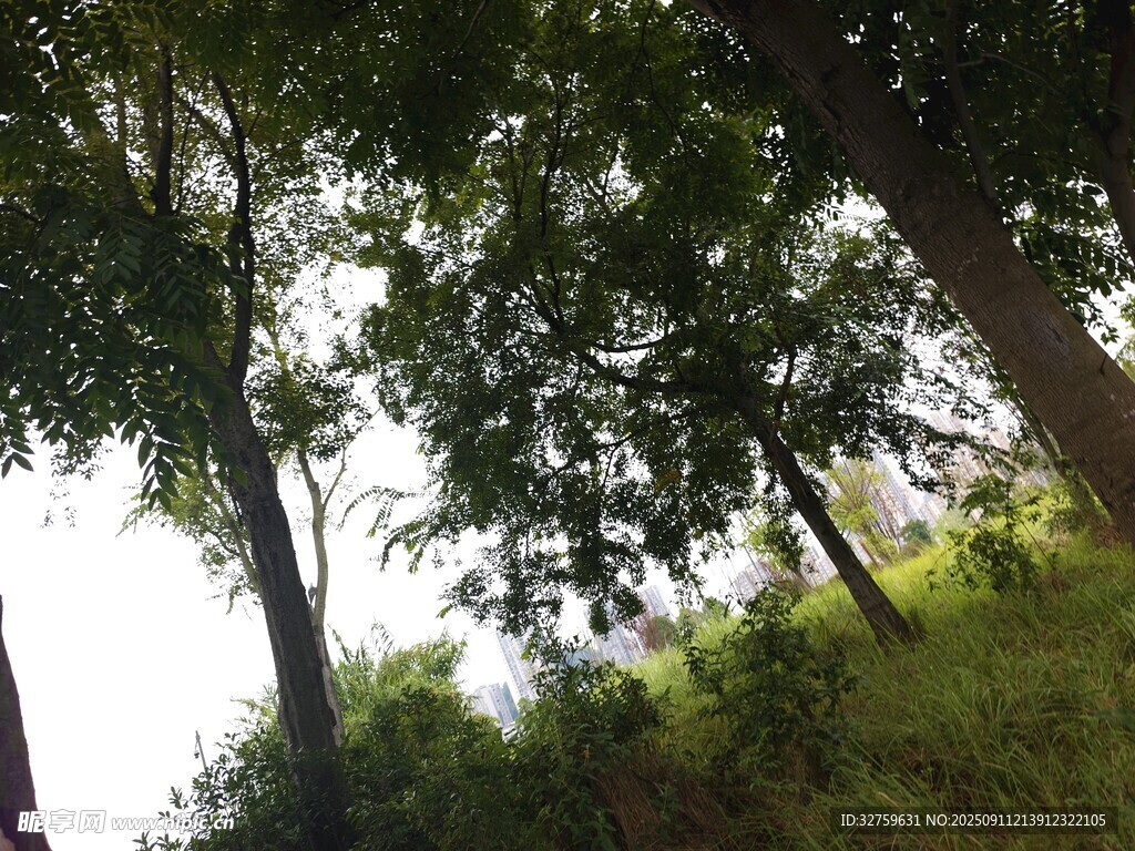 仰视葱郁树林与草地