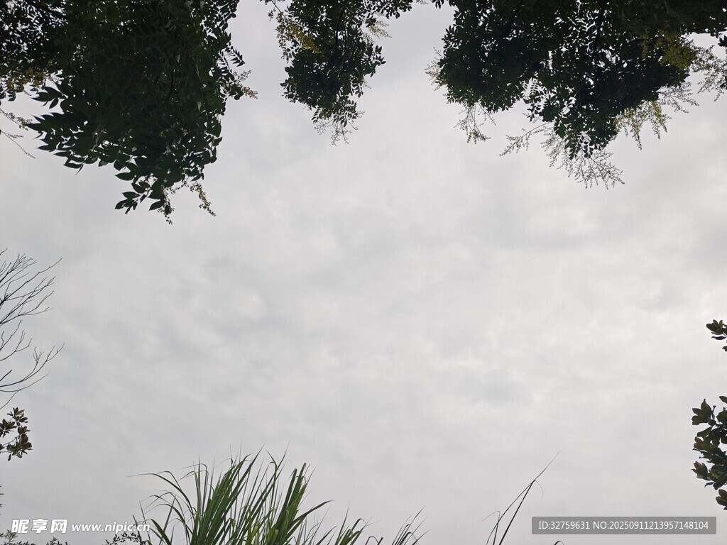 仰视天空中的繁茂树木