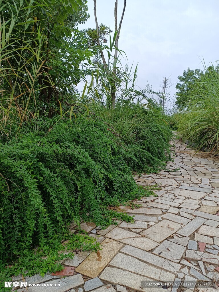石径旁的繁茂绿植