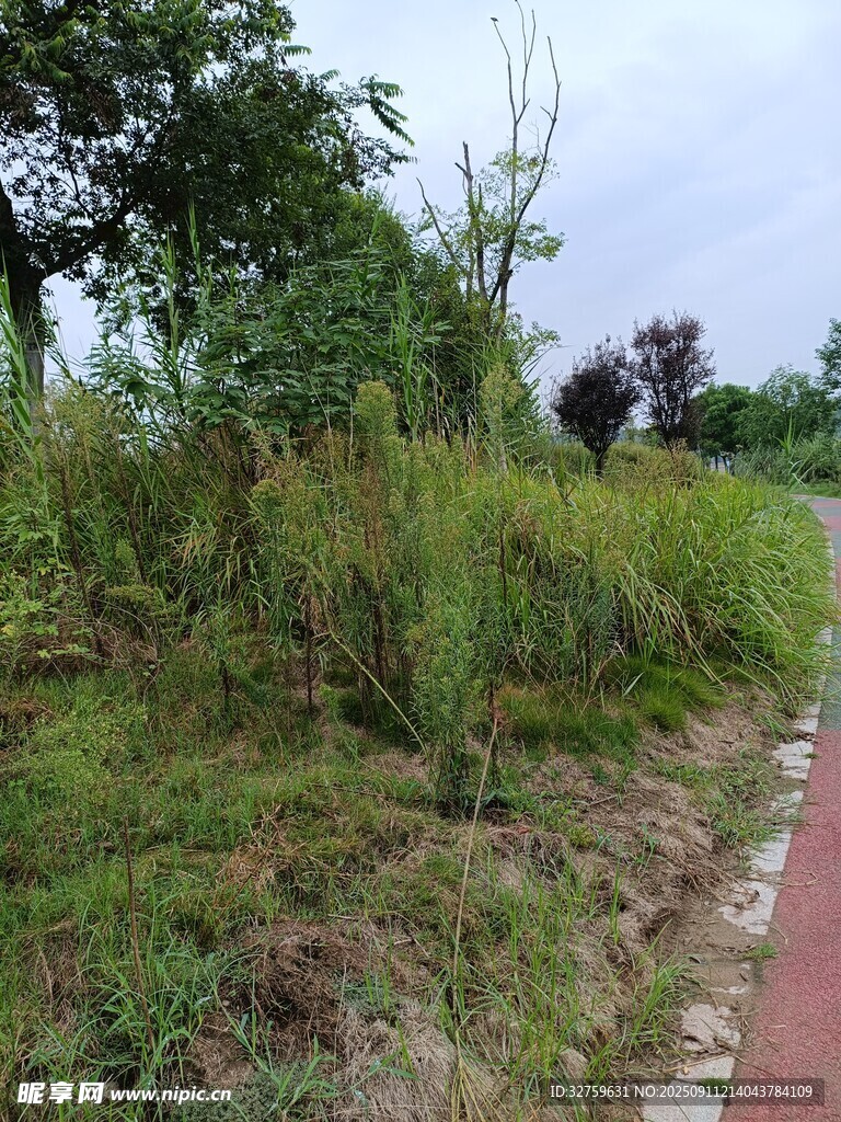 路边繁茂绿植景观