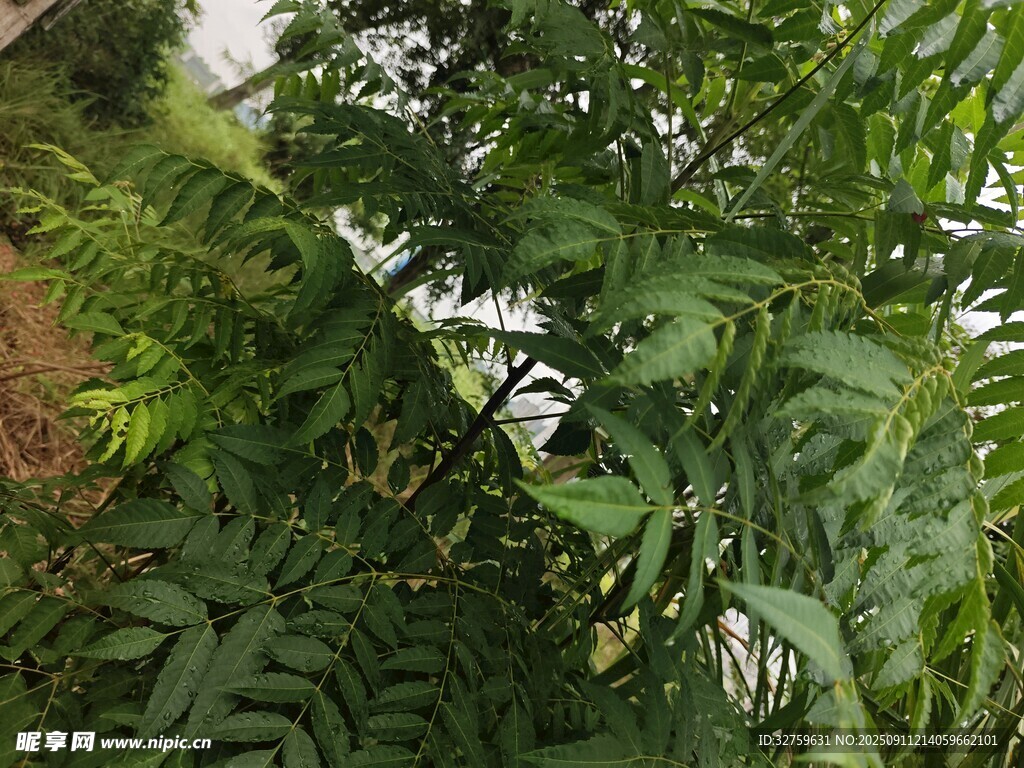 绿叶间的监控设备