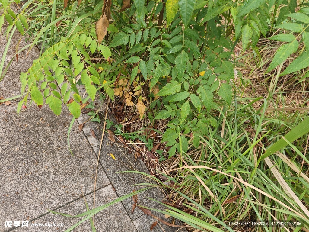 路边生长的绿色蕨类植物