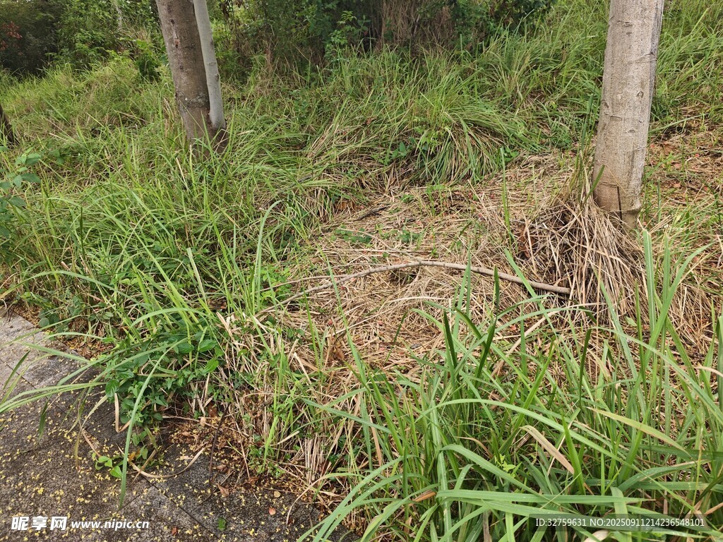 野外丛生的绿色植物