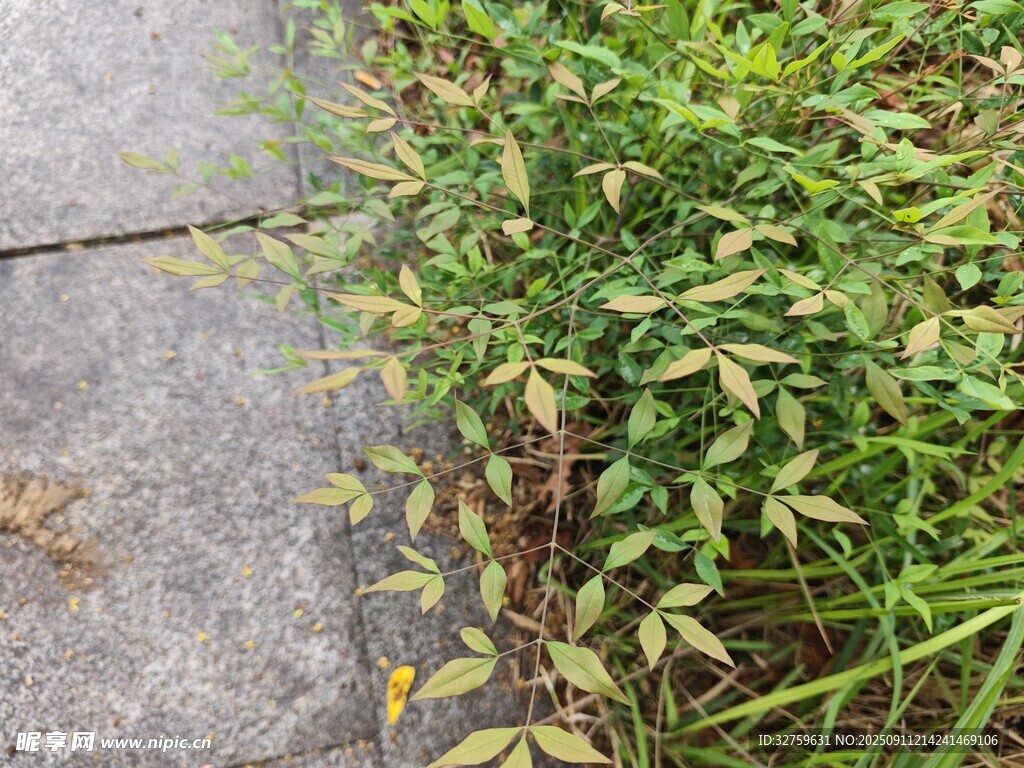 路边生长的绿色植物