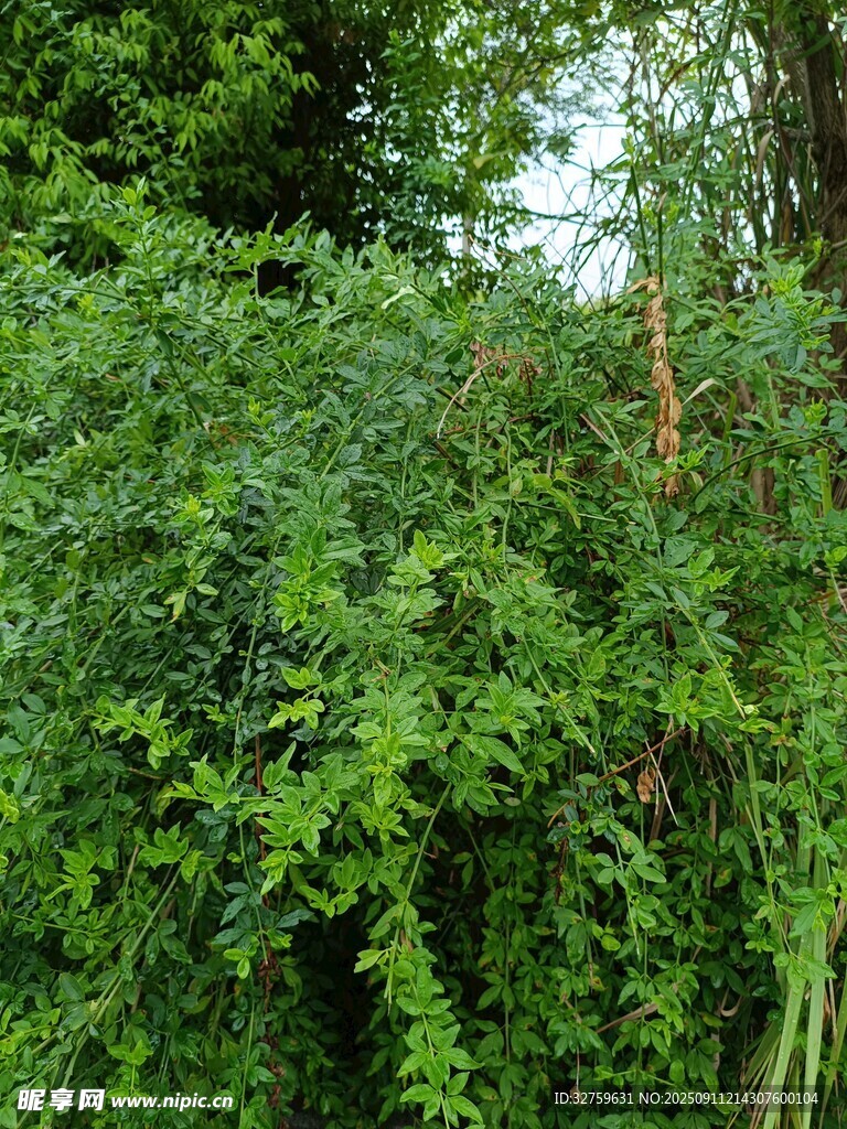 繁茂绿植