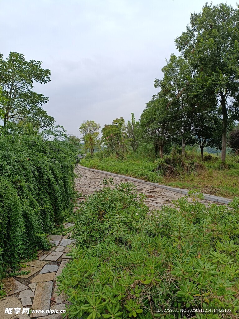 山间小径旁的繁茂绿植