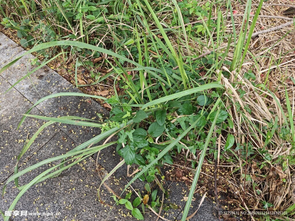 路边生长的茂盛野草