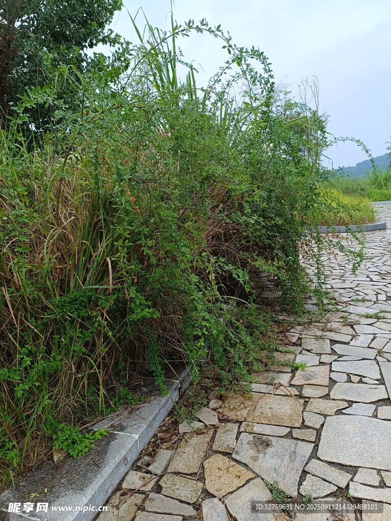 石径旁繁茂的野生植物