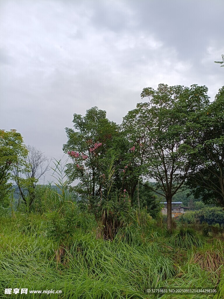 乡村绿野 