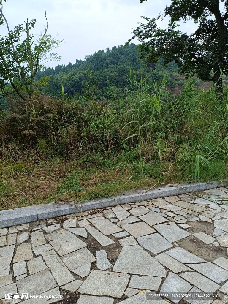 石板小径旁的自然景致