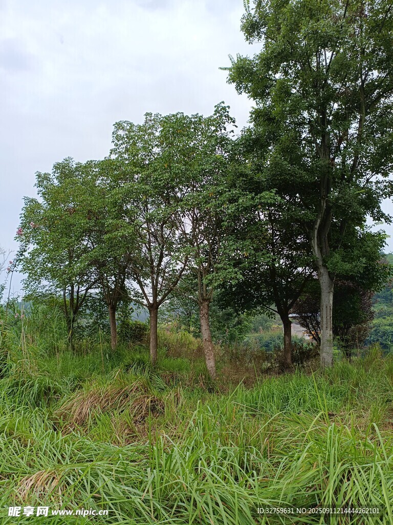 野外葱郁草木与树木景观