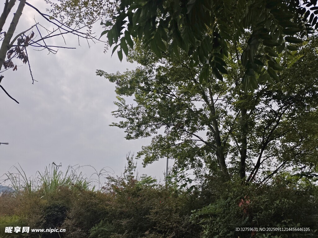 户外绿树风景