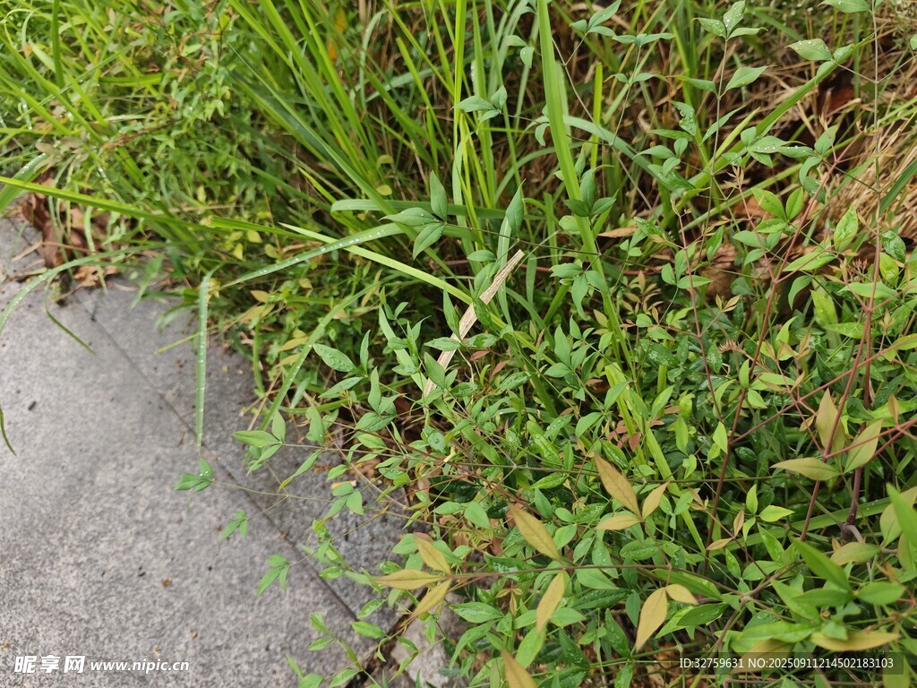 路边翠绿繁茂的野草
