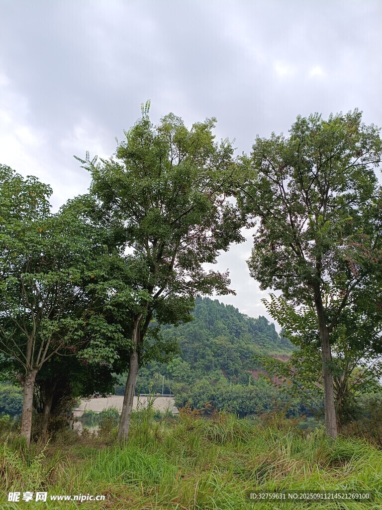 山林间的绿意景致