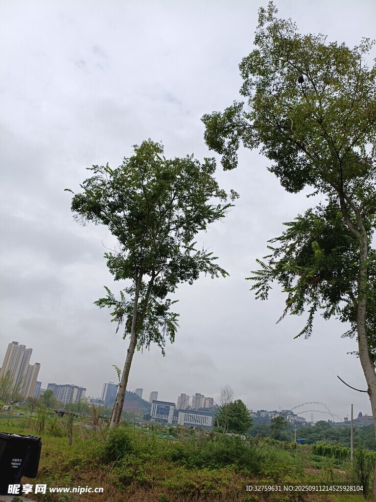 城市边的绿树景观