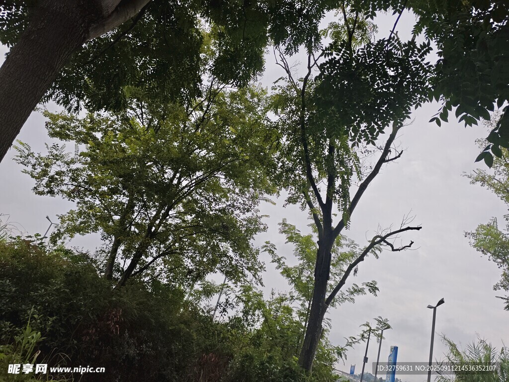 绿树掩映下的城市景象