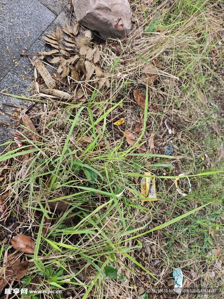 地面上的杂草与枯叶