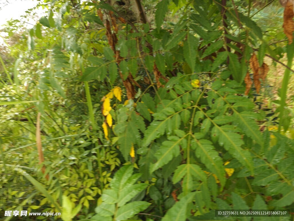 繁茂绿植景观
