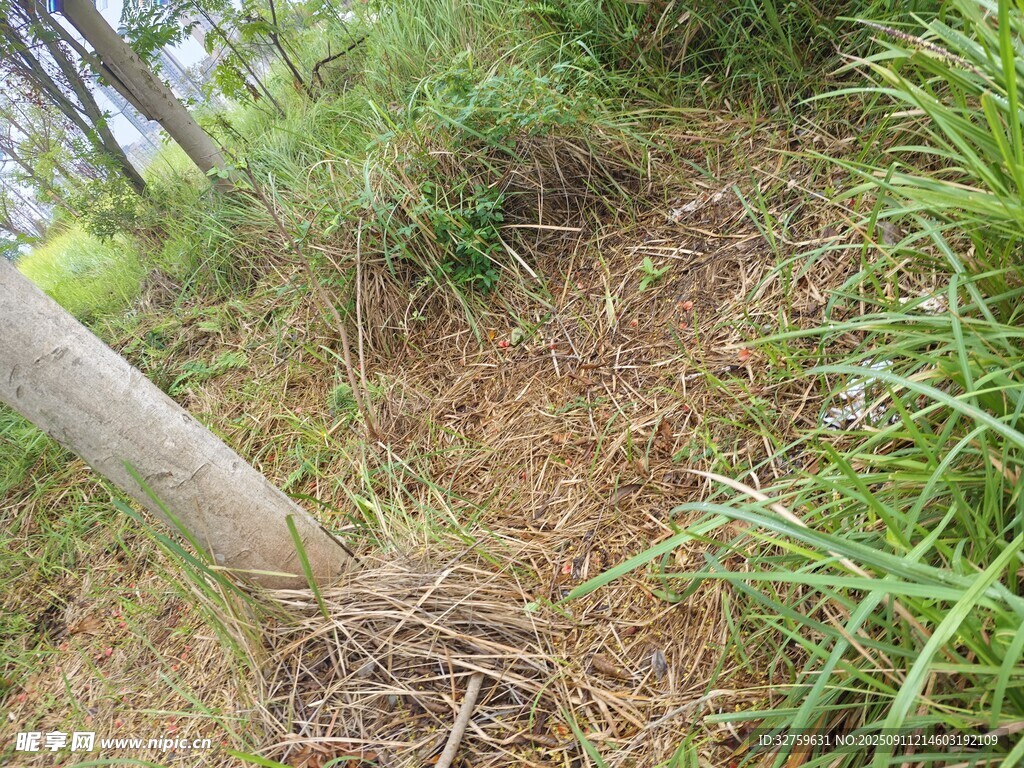 野外草地中的木桩