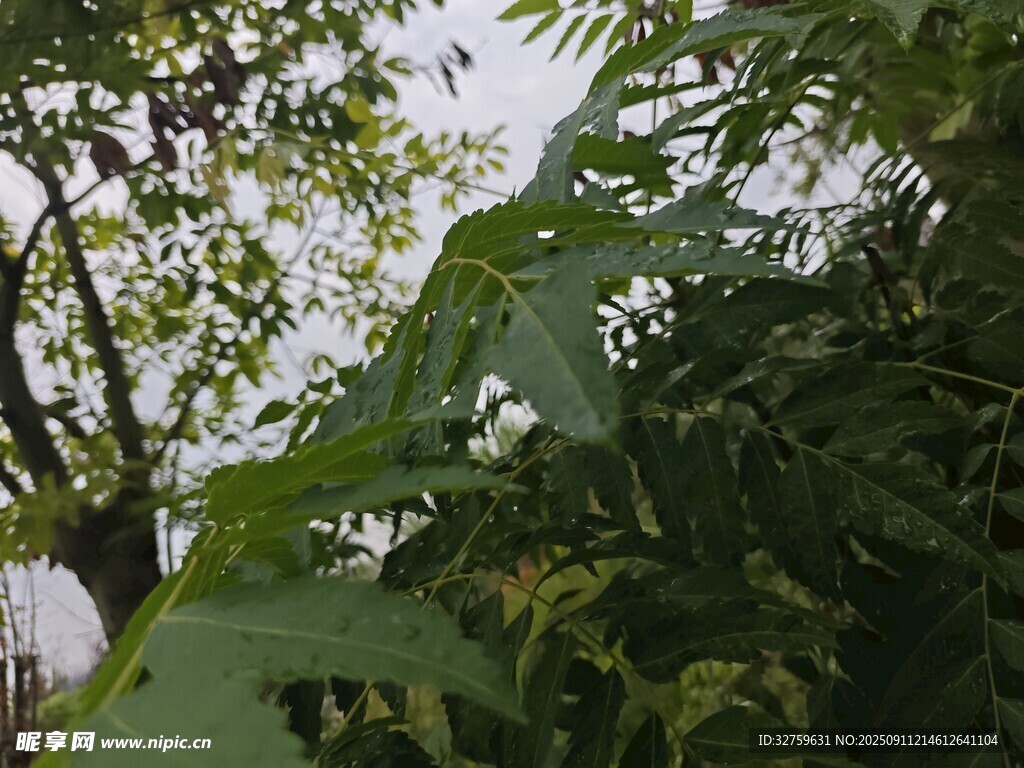 繁茂绿植 