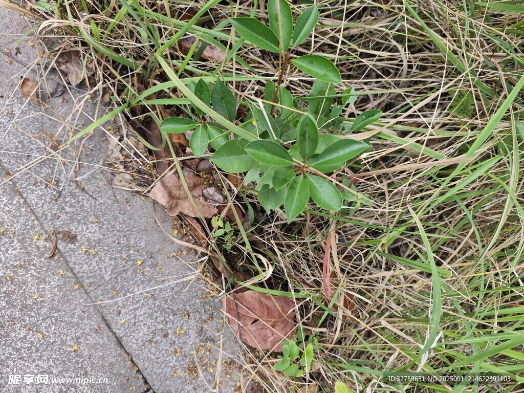 路边生长的绿色杂草