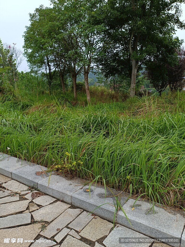 石板路旁绿意盎然的草地