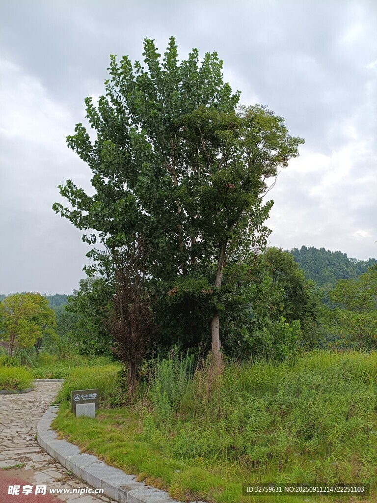 乡间路旁的葱郁大树