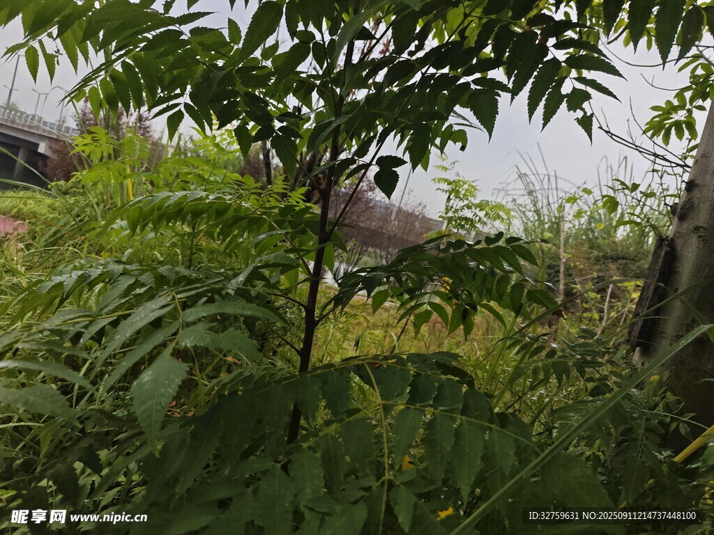 野外繁茂绿植景观