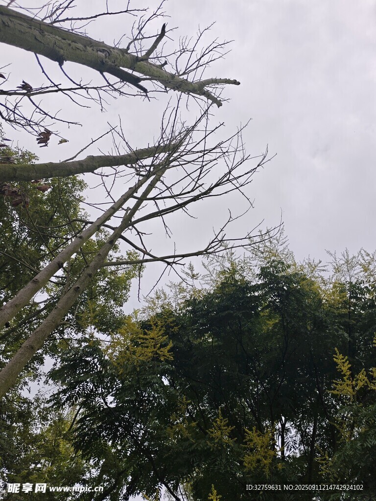 枯树与绿树交织的景象