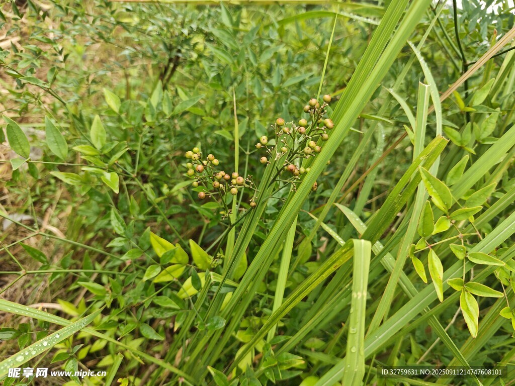 野外茂盛的绿色植物