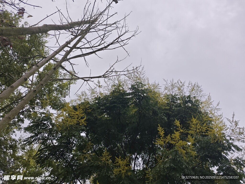树梢间的天空与繁茂枝叶