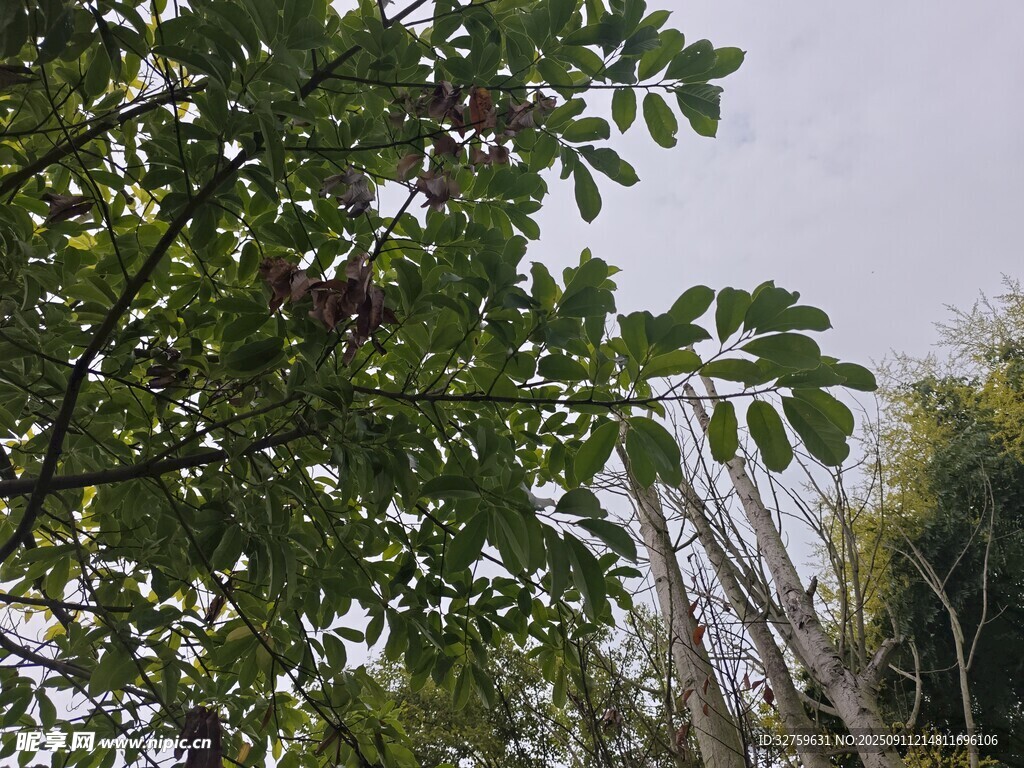 枝叶繁茂的绿植景观