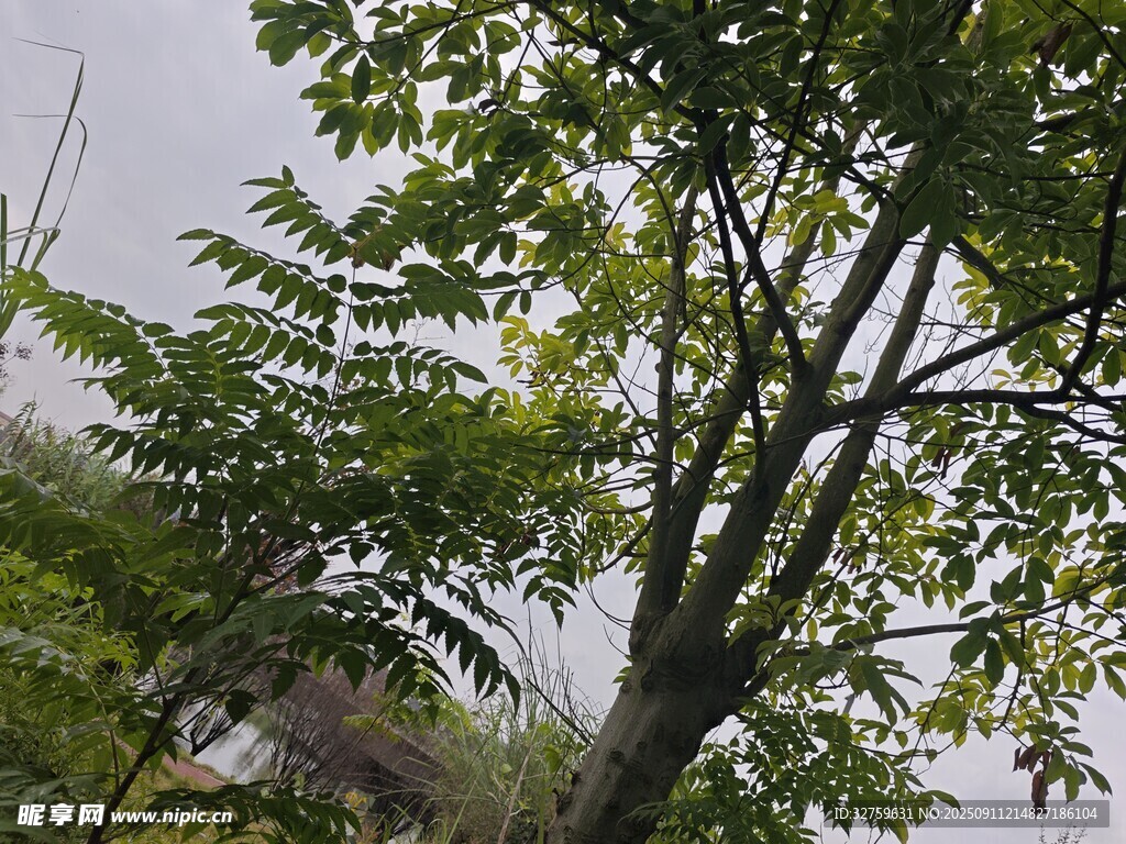 绿叶繁茂的树木