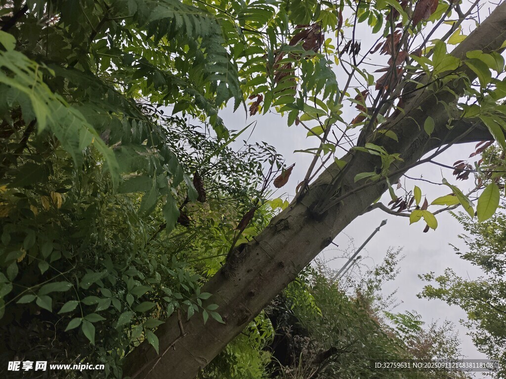 繁茂树林中的树干与枝叶