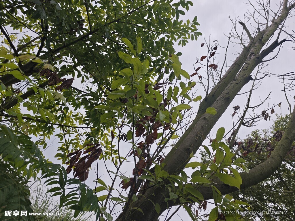 枝头绿叶间的累累果实